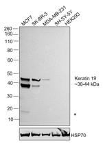 Cytokeratin 19 Antibody in Western Blot (WB)