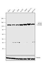 MCM2 Antibody in Western Blot (WB)