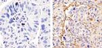 MUC3 Antibody in Immunohistochemistry (Paraffin) (IHC (P))