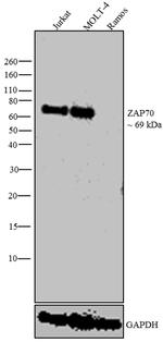 Zap-70 Antibody