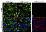 EGFR Antibody in Immunocytochemistry (ICC/IF)