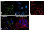 EGFR Antibody in Immunocytochemistry (ICC/IF)