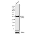 MYOD Antibody in Western Blot (WB)