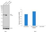 CDK4 Antibody in Western Blot (WB)