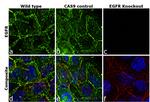 EGFR Antibody in Immunocytochemistry (ICC/IF)