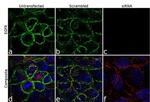 EGFR Antibody in Immunocytochemistry (ICC/IF)