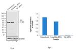 Syk Antibody