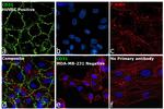 CD31 Antibody