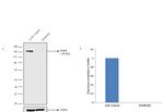 EGFR Antibody