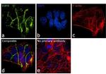 EGFR Antibody in Immunocytochemistry (ICC/IF)