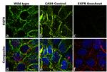 EGFR Antibody in Immunocytochemistry (ICC/IF)