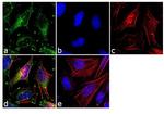 Paxillin Antibody in Immunocytochemistry (ICC/IF)