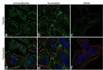 Paxillin Antibody in Immunocytochemistry (ICC/IF)