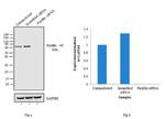 Paxillin Antibody in Western Blot (WB)