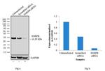 SNRPB Antibody in Western Blot (WB)