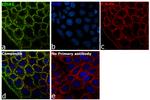 ITGB1 Antibody in Immunocytochemistry (ICC/IF)