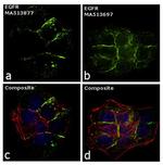 EGFR Antibody