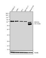 Cdc25A Antibody in Western Blot (WB)