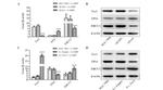 ERCC1 Antibody in Western Blot (WB)