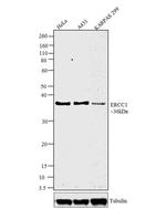 ERCC1 Antibody in Western Blot (WB)