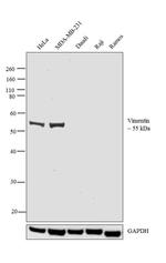 Vimentin Antibody in Western Blot (WB)