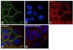 beta Catenin Antibody in Immunocytochemistry (ICC/IF)