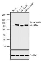 beta Catenin Antibody in Western Blot (WB)