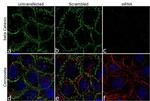 beta Catenin Antibody in Immunocytochemistry (ICC/IF)