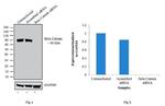 beta Catenin Antibody in Western Blot (WB)