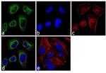 Cytokeratin 8 Antibody in Immunocytochemistry (ICC/IF)