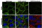 Phospho-EGFR (Tyr1068) Antibody in Immunocytochemistry (ICC/IF)