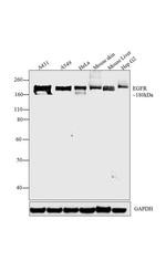 Phospho-EGFR (Tyr1068) Antibody in Western Blot (WB)