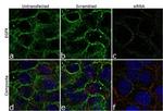 Phospho-EGFR (Tyr1068) Antibody