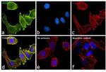 ErbB2 (HER-2) Antibody in Immunocytochemistry (ICC/IF)