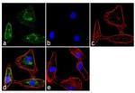 ErbB2 (HER-2) Antibody in Immunocytochemistry (ICC/IF)