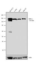 ErbB2 (HER-2) Antibody in Western Blot (WB)