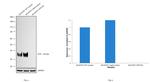 Synaptophysin Antibody