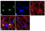 Synaptophysin Antibody in Immunocytochemistry (ICC/IF)