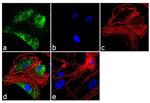 VEGF Antibody in Immunocytochemistry (ICC/IF)