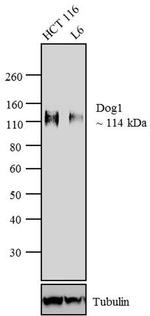 DOG-1 Antibody in Western Blot (WB)
