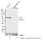 AFP Antibody in Western Blot (WB)