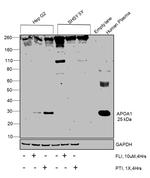 ApoA1 Antibody