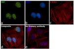 TBP Antibody in Immunocytochemistry (ICC/IF)