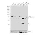 TBP Antibody in Western Blot (WB)