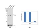 TBP Antibody in Western Blot (WB)