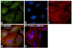 Bcl-10 Antibody in Immunocytochemistry (ICC/IF)