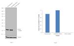 SNAIL Antibody in Western Blot (WB)