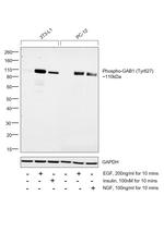 Phospho-GAB1 (Tyr627) Antibody