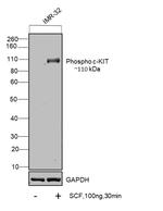 Phospho-c-Kit (Tyr703) Antibody