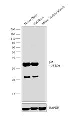 p35 Antibody